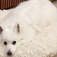 フンッ