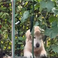 立ち上がる大型犬