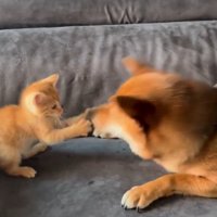 鼻パンチするわさび君