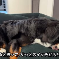 「取られる！」と焦ってパクッ