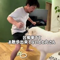 元柔道部VSグレート・ピレニーズ