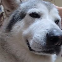 耳掃除中のアランちゃん7