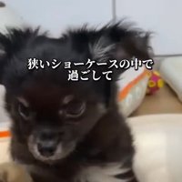 売れ残って5万円台に…