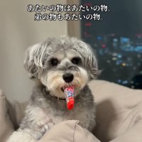 もなかちゃんの成長8