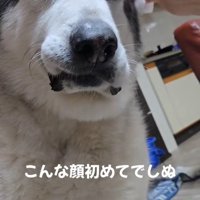 耳掃除中のアランちゃん2