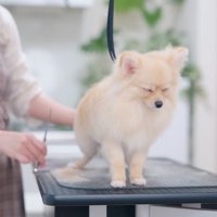 トリミング中にうたた寝する犬