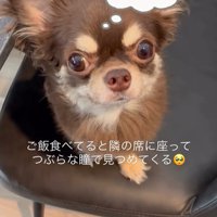 ココちゃんのおねだり