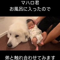 マハロくんと赤ちゃん