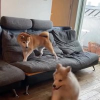 いったん座るロイくん