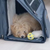 ペットキャリーから室内を見つめる犬