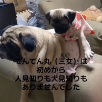 落ちそうな子犬