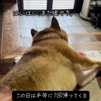 お兄ちゃんの帰省を信じていないごんちゃん