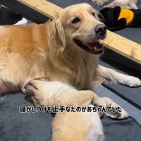 たのちゃんと赤ちゃん犬8