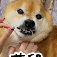散歩へ誘われたとき