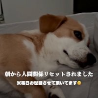 二度寝する犬