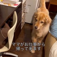 ゴールデンレトリバーのハルちゃん