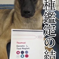 犬種鑑定レポートの横でじっと見つめる犬