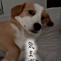 視線を逸らす犬