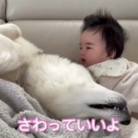 赤ちゃんのそばで寝転ぶ犬