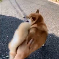 ぽてとくんを撫でるパパ