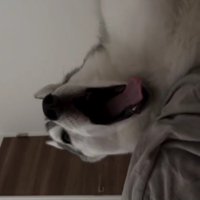 一番早起きの珀くん