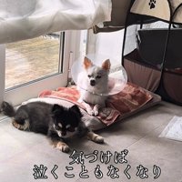 こはく君とここまるちゃんの家族愛7