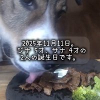 プレートに乗ったごはんを食べる先住犬