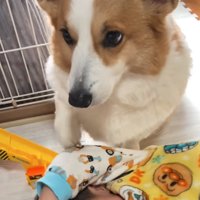 真顔の犬