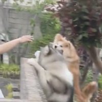手を見つめる犬たち