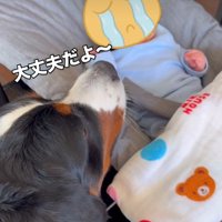 赤ちゃんを見る犬2