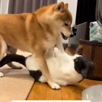 じゃれ合って遊ぶ2匹