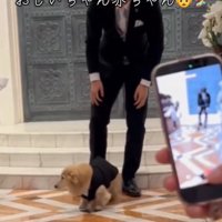 アタフタする犬2