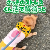 クン活するぽちこちゃん