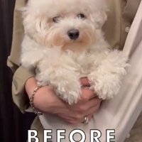 ジジくんのビフォーアフター2