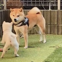 子犬に困惑する犬