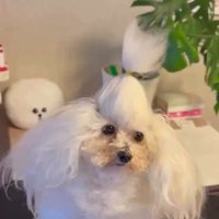 トイプードルの糸ちゃん