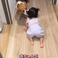 お出迎えするまめたくん