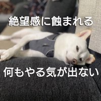 ソファに横たわる犬