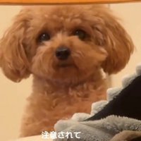 「わたしは知らない…」