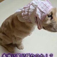 頭巾になってる…(笑)