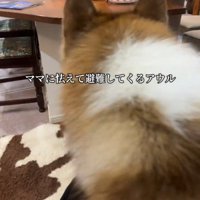 犬の後ろ姿2