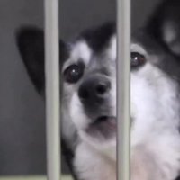 檻の向こうからカメラを見つめる犬