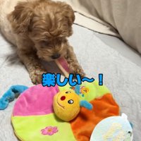 おもちゃで遊ぶ犬
