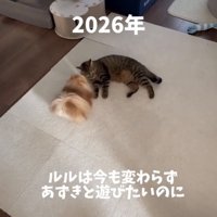横になる猫へ近づく犬