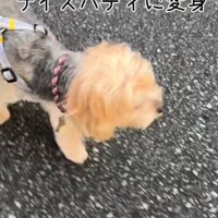 お散歩が大好きになった♪