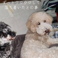 「ママどこいったんだろ…」