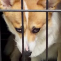 ちくわちゃんの定番顔！