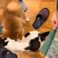 猫に顔を近づける犬