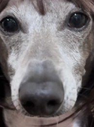 犬用カツラにチャレンジ！！