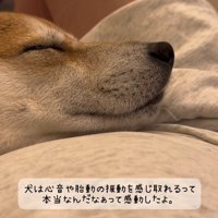 女性のお腹に顔を乗せて目をつむる茶色い犬